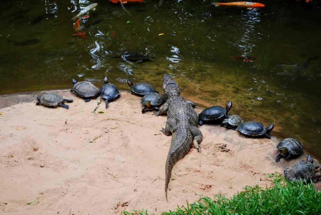 Posada Del Chaman Iguazu Puerto Iguazú Zewnętrze zdjęcie