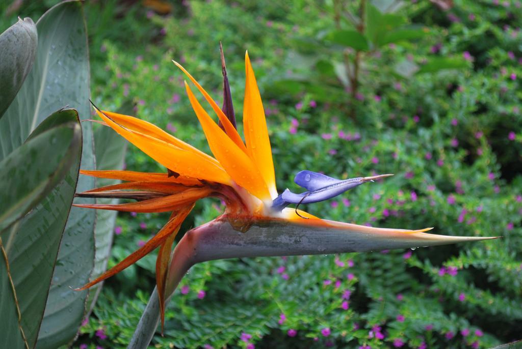 Posada Del Chaman Iguazu Puerto Iguazú Zewnętrze zdjęcie